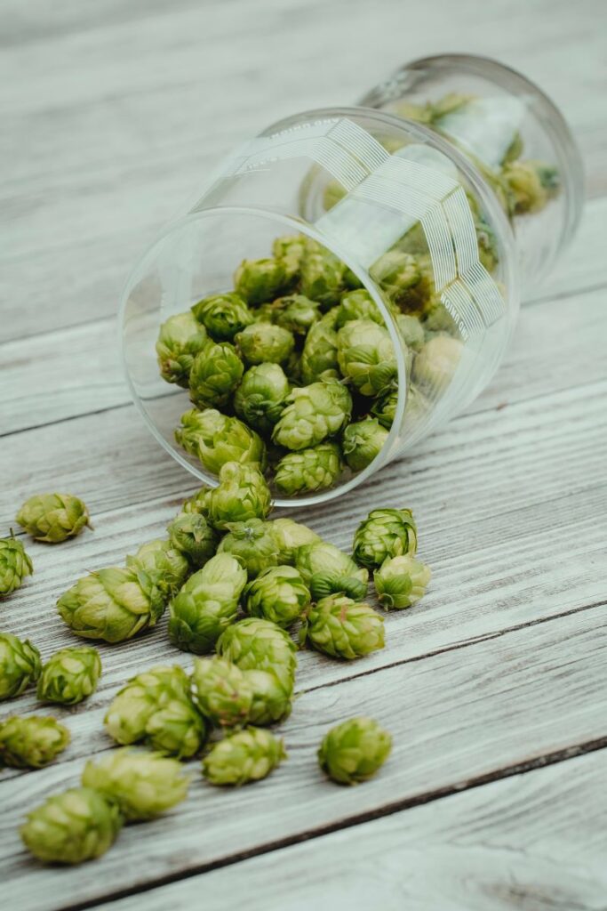 Brewers hops in a glass on a table